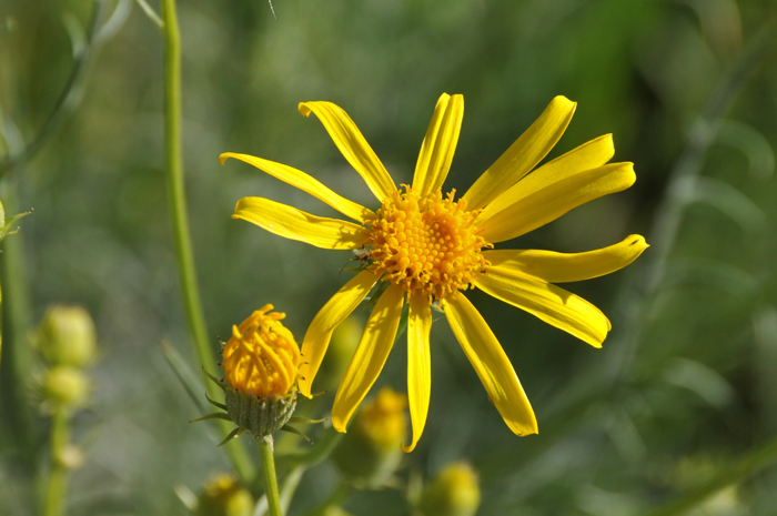 Threadleaf Ragwort, like its sister Smooth Threadleaf Ragwort, has showy bright yellow flowers that bloom from March to May or later with sufficient monsoon rainfall. Senecio flaccidus var. flaccidus